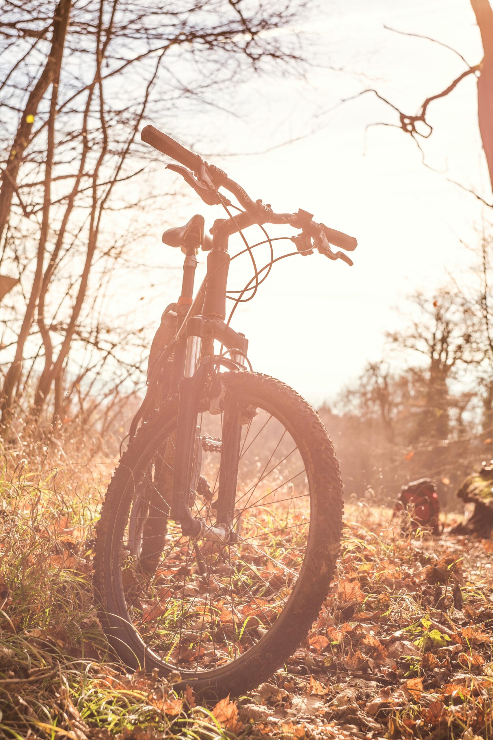 Mountain bike resting in a sunlit autumn forest with bright leaves.